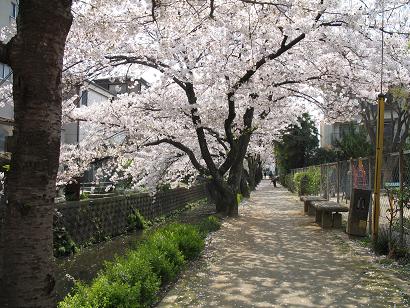 井川遊歩道の画像