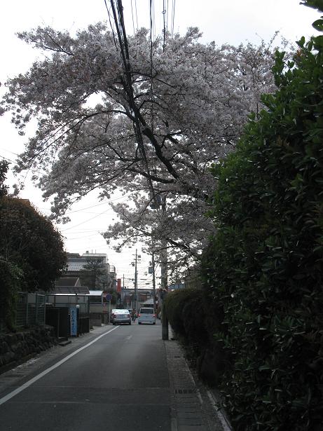 本町通りの画像