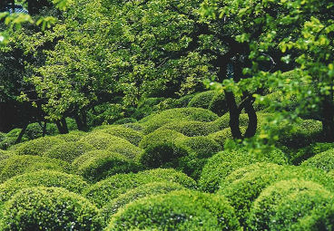 白川の集落と茶畑の画像3