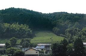 白川の集落と茶畑の画像4