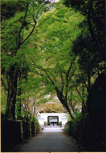 琴坂（興聖寺）の画像2