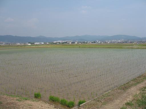 巨椋池干拓田の画像1