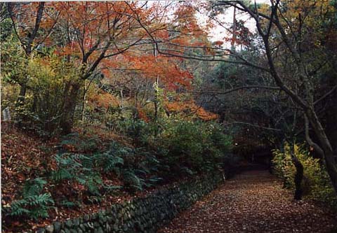 大吉山（仏徳山）の画像1