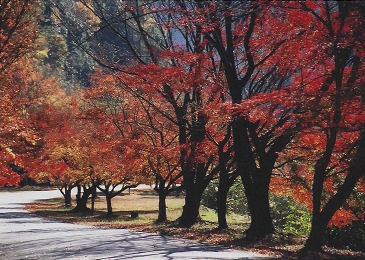 宇治川天ケ瀬の画像3