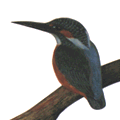 市の鳥（カワセミ）の画像