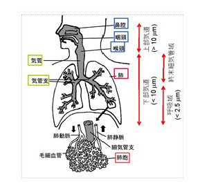 微小粒子状物質（PM 2.5）とはの画像2