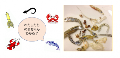チリメンモンスターを探せ