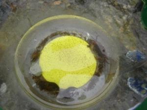 捕まえた生き物
