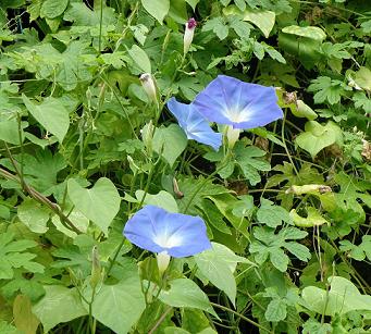 リュウキュウアサガオの花の写真