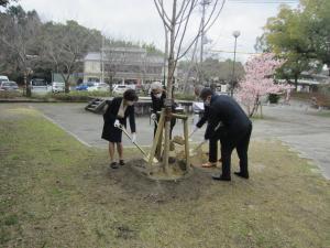 サクラに土をかける松村市長