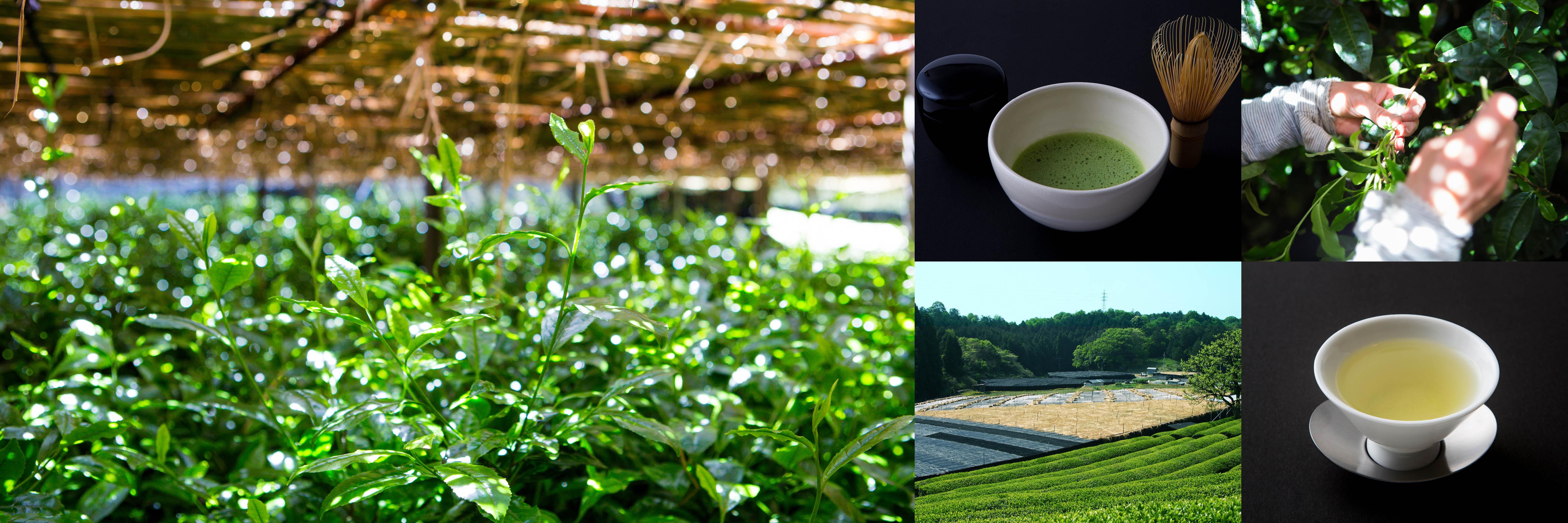 宇治茶のタイトル画像